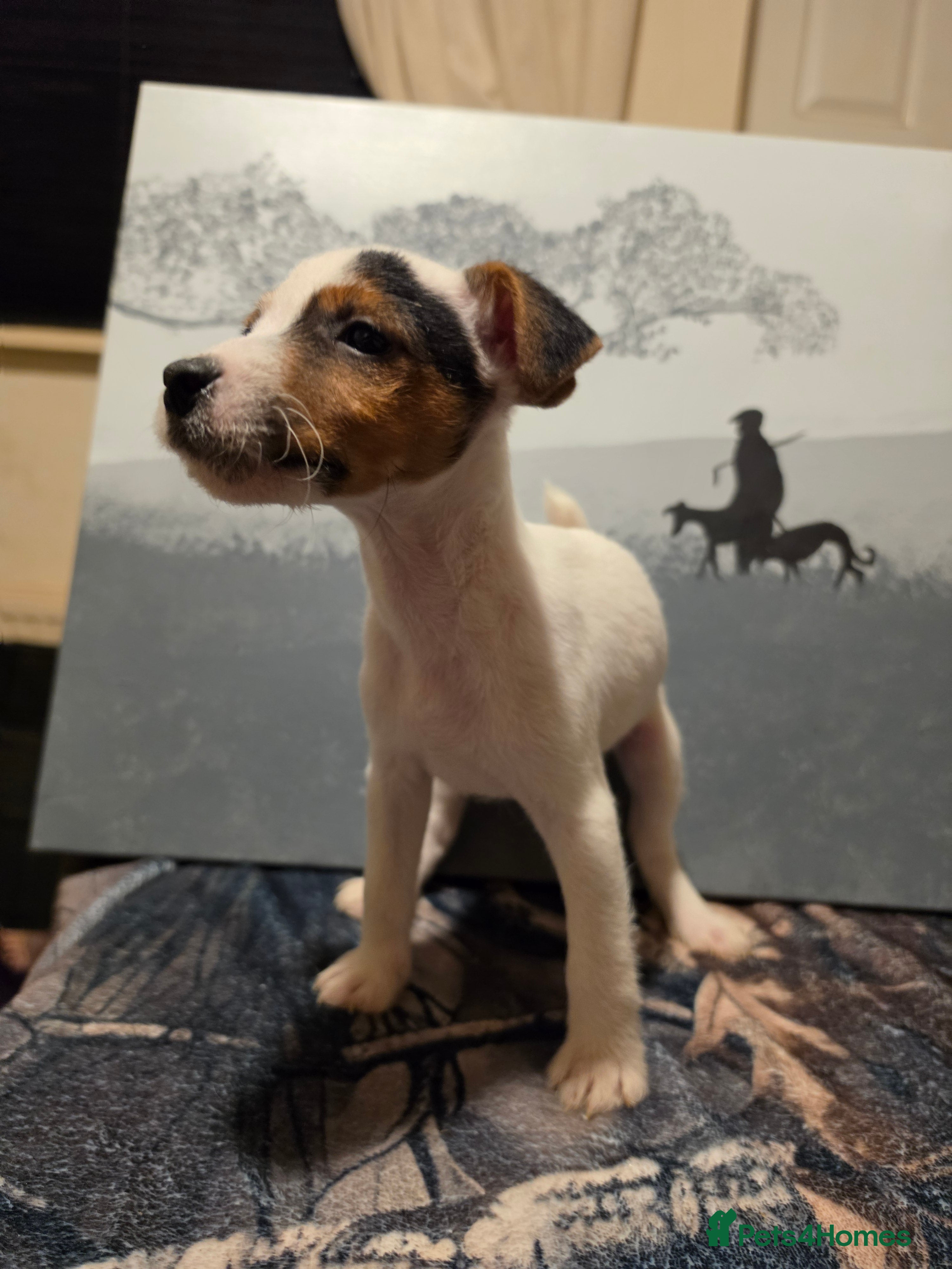 Jack Russell dogs Tri Jack Russell dog pup  - Advert 2