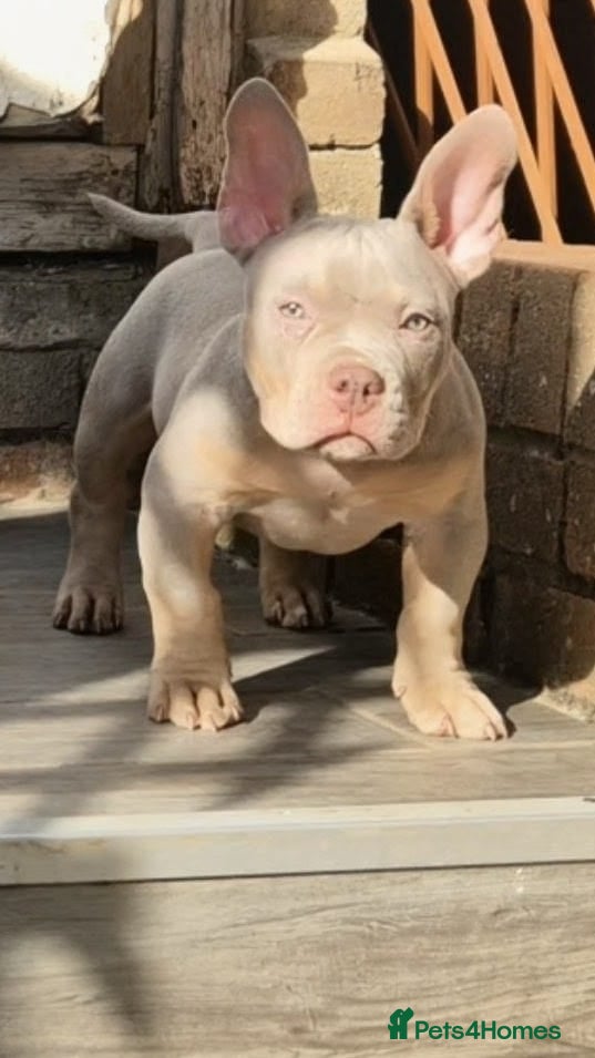 American Bully dogs American Bully Puppies - Advert 10