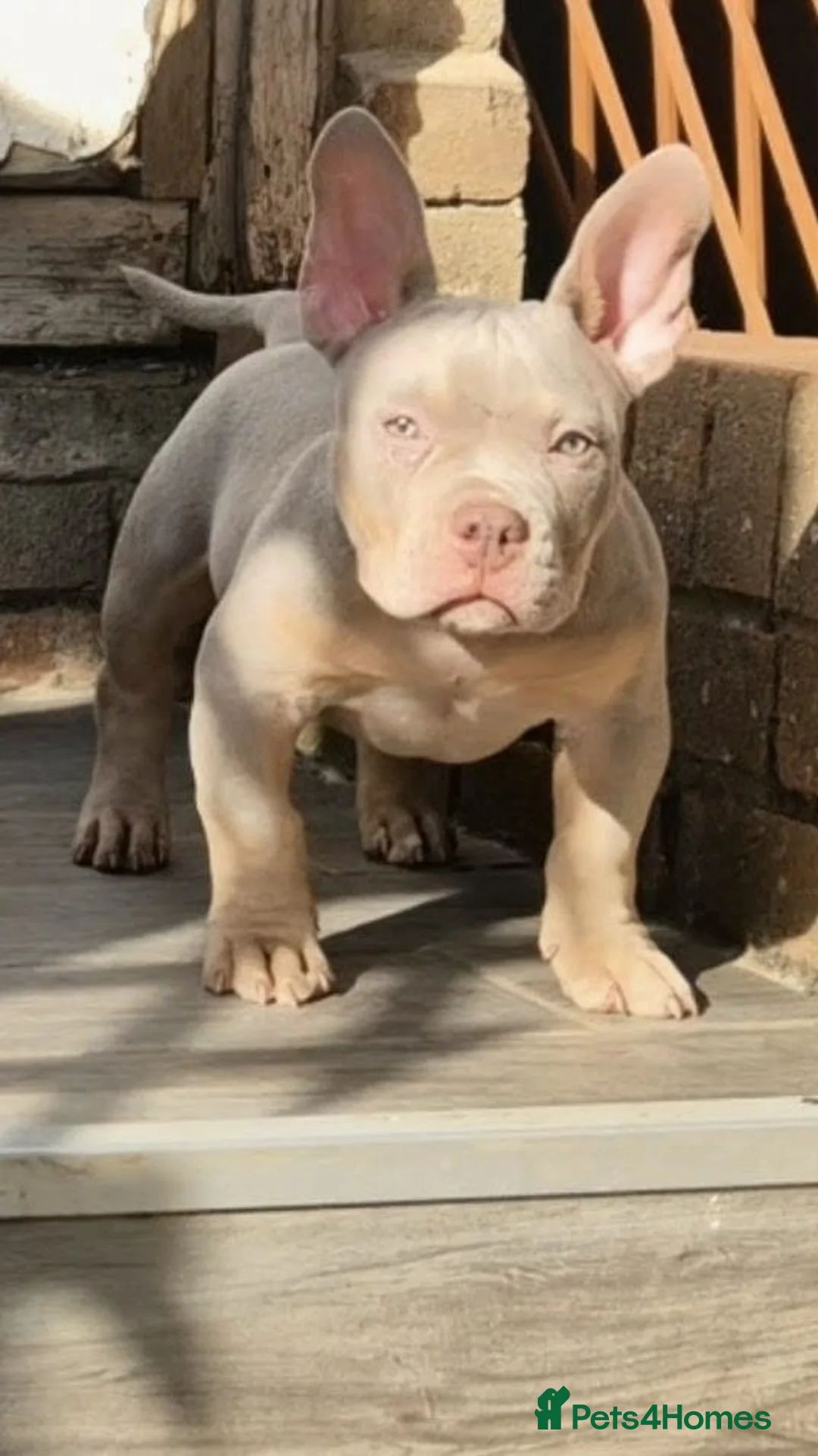 American Bully dogs for sale: American Bully Puppies - Advert 1