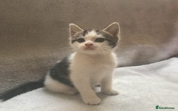 Mixed Breed cats for sale: Bring Home a Bundle of Joy Kittens Ready Oct. 2nd! - Image 9