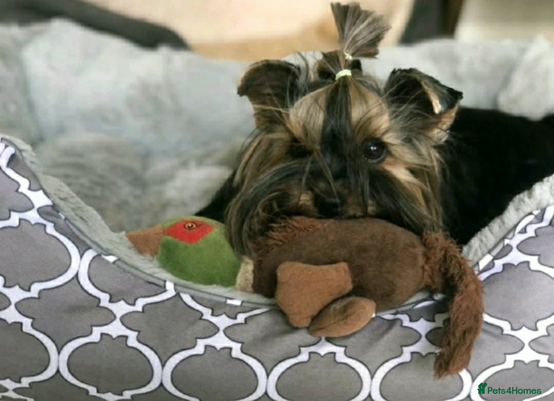 Yorkshire Terrier dogs for sale: Yorkshire terrier - Advert 6