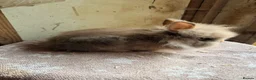 Lionhead rabbits for sale: Beautiful Lionheads  - Advert 1