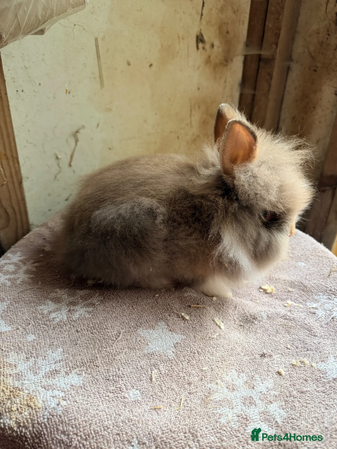 Lionhead rabbits for sale: Beautiful Lionheads  - Advert 1