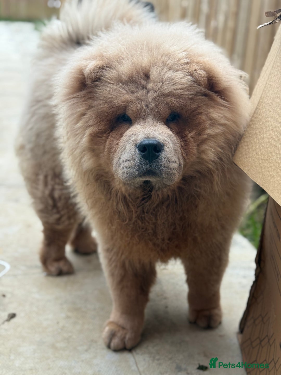Chow Chow dogs for sale: 6 month old male chow chow  - Advert 1