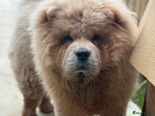 Chow Chow dogs 6 month old male chow chow - Advert 2