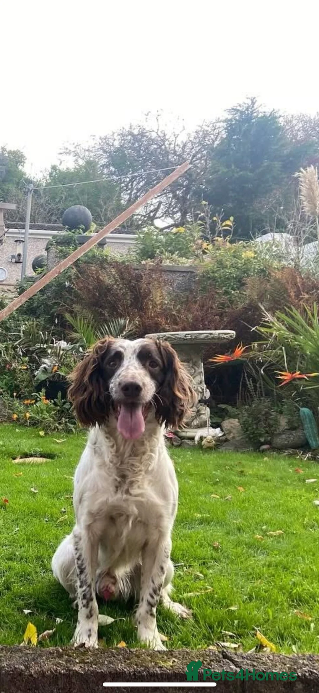 Springador dogs for sale: 🐾 Springador Puppies for Sale 🐾 - Advert 2