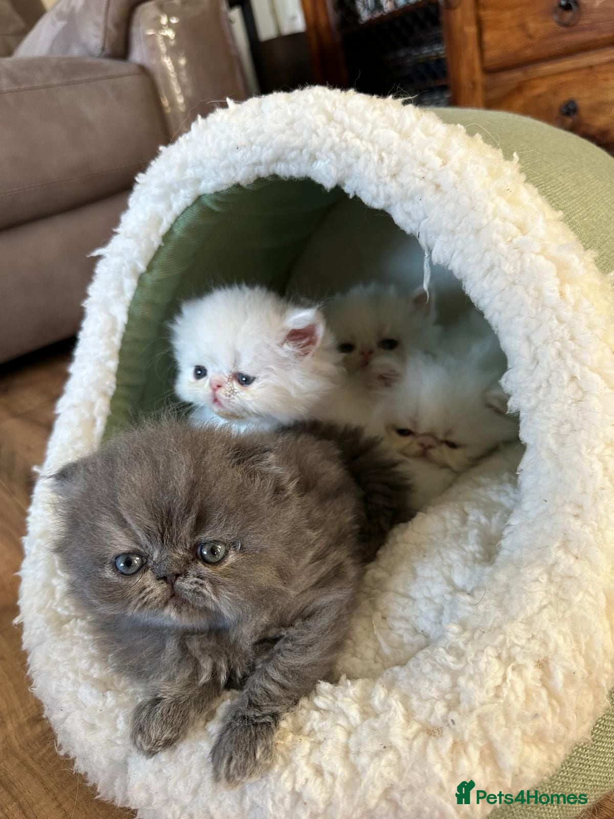 Persian cats PERSIAN  **  KITTENS LOOKING FOR NEW HOMES  - Advert 2