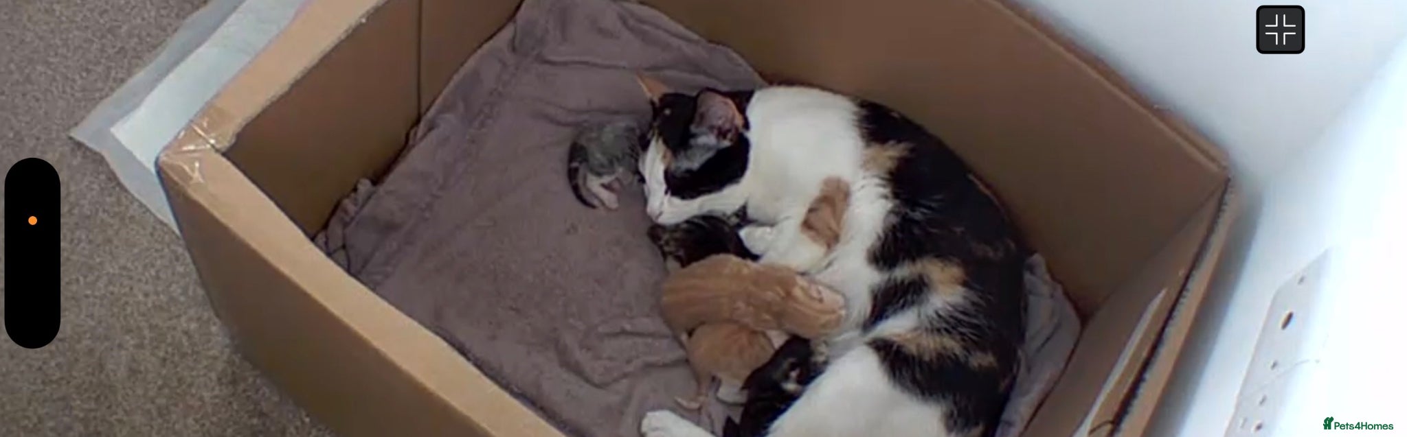 Mixed Breed cats Mixed kittens for sale  - Advert 6