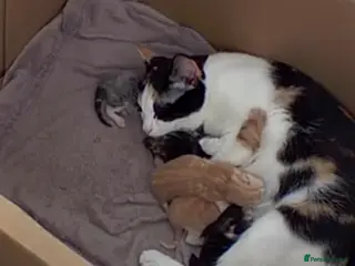 Mixed Breed cats Mixed kittens for sale - Advert 6