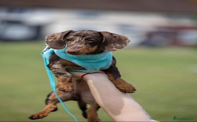 Miniature Dachshund dogs - Advert 5