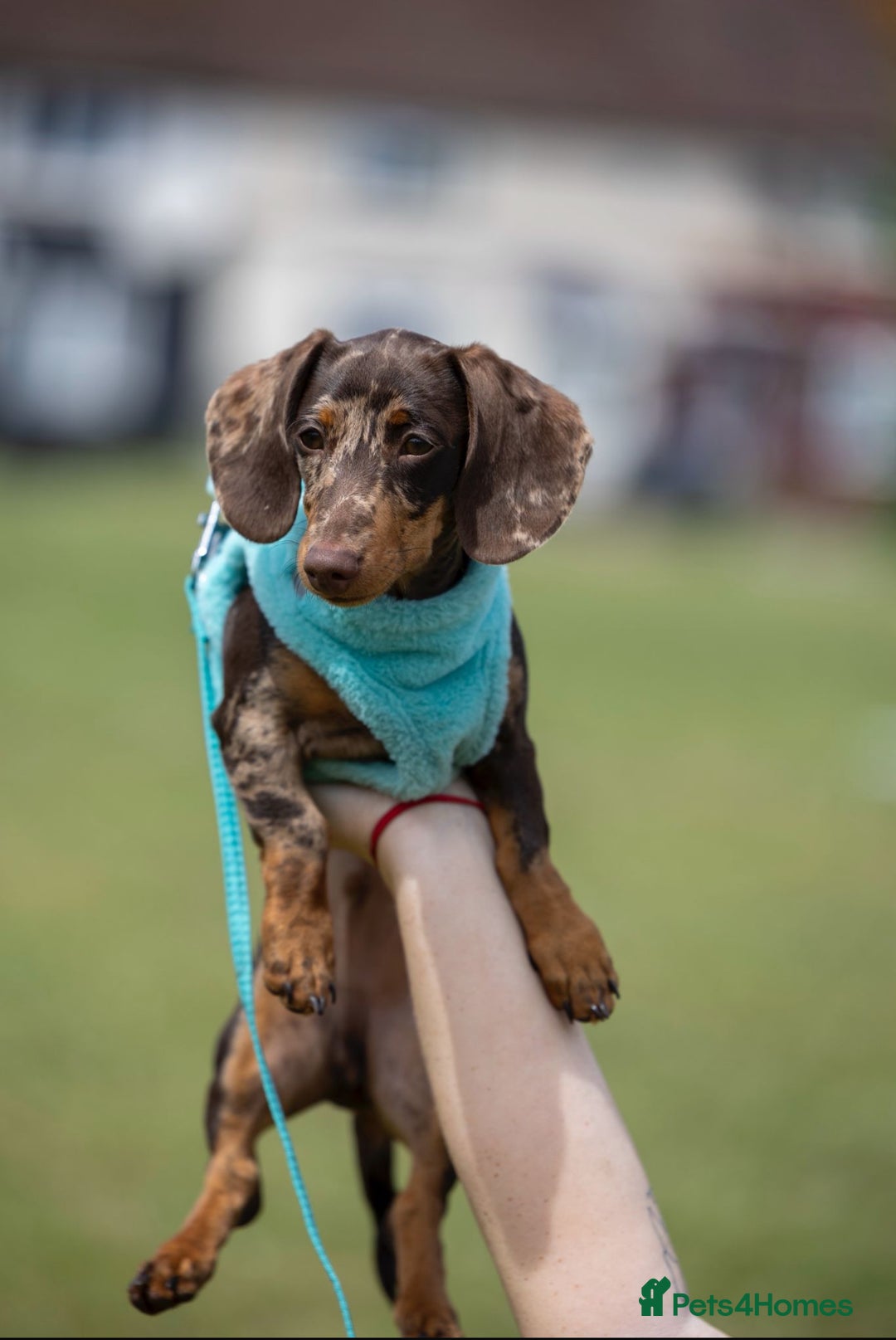 Miniature Dachshund dogs for stud: CHOCOLATE AND TAN DAPPLE CARRYING PINK - Image 1