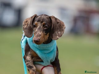 Miniature Dachshund dogs - Advert 13