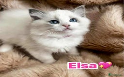 Ragdoll cats for sale: 💖Beautiful Ragdoll💖 Tica register  - Image 17