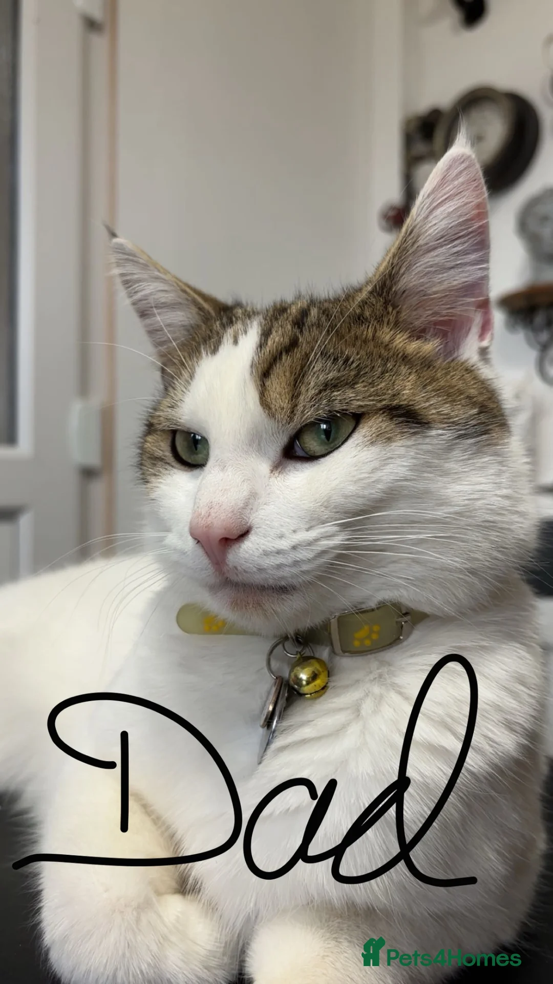 Mixed Breed cats for sale: One boy left - Advert 2