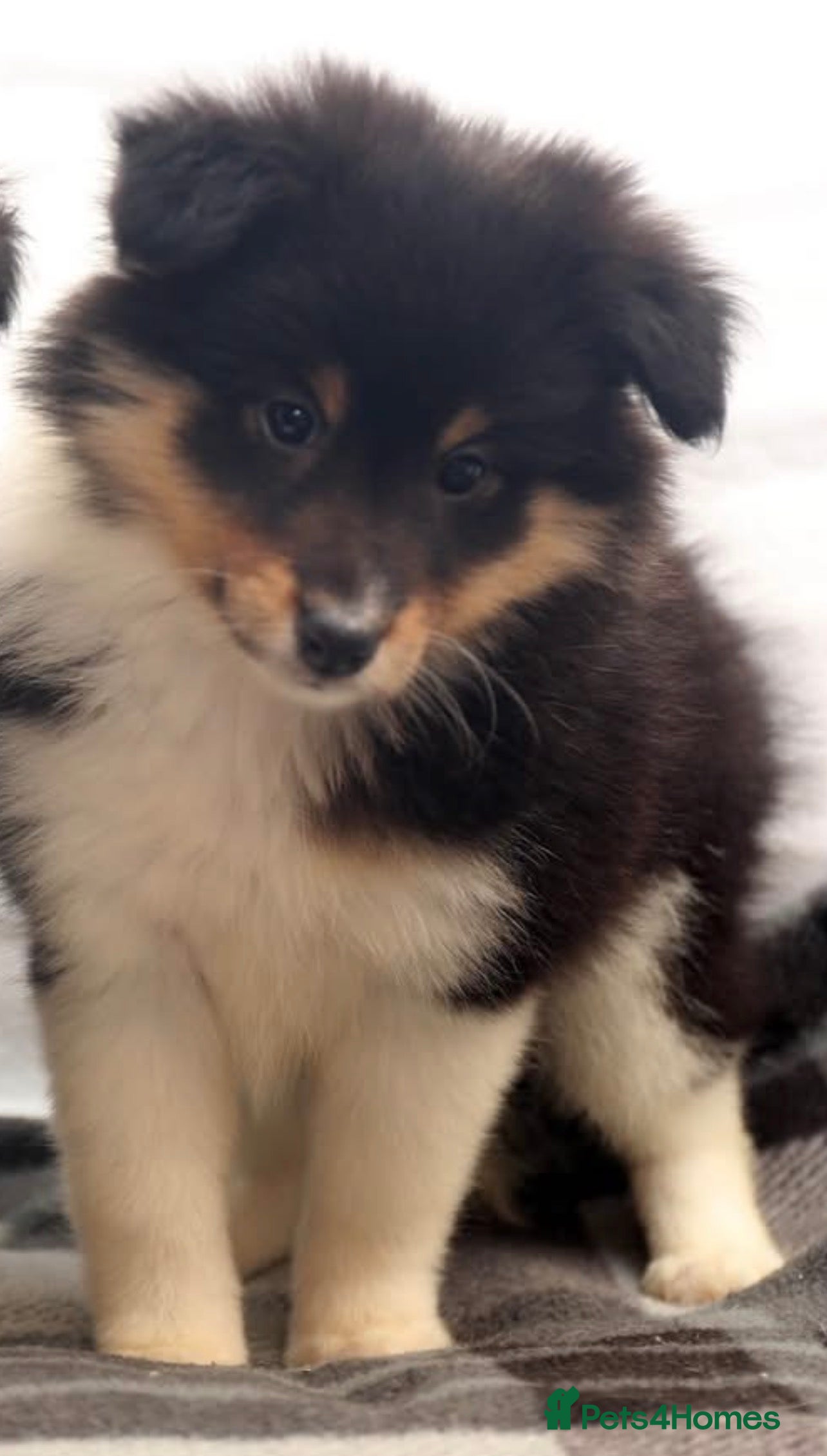 Shetland Sheepdog dogs Stunning Champions lines Tri Colour Girls  - Advert 4