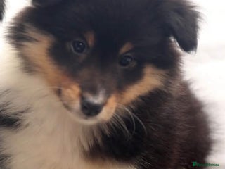 Shetland Sheepdog dogs Stunning Champions lines Tri Colour Girls - Advert 4