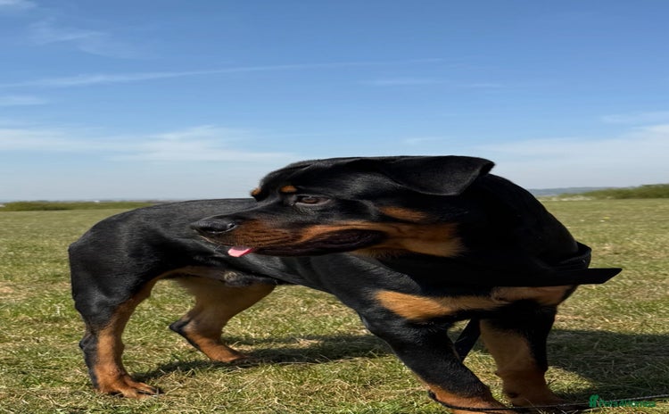 Rottweiler dogs - Advert 2