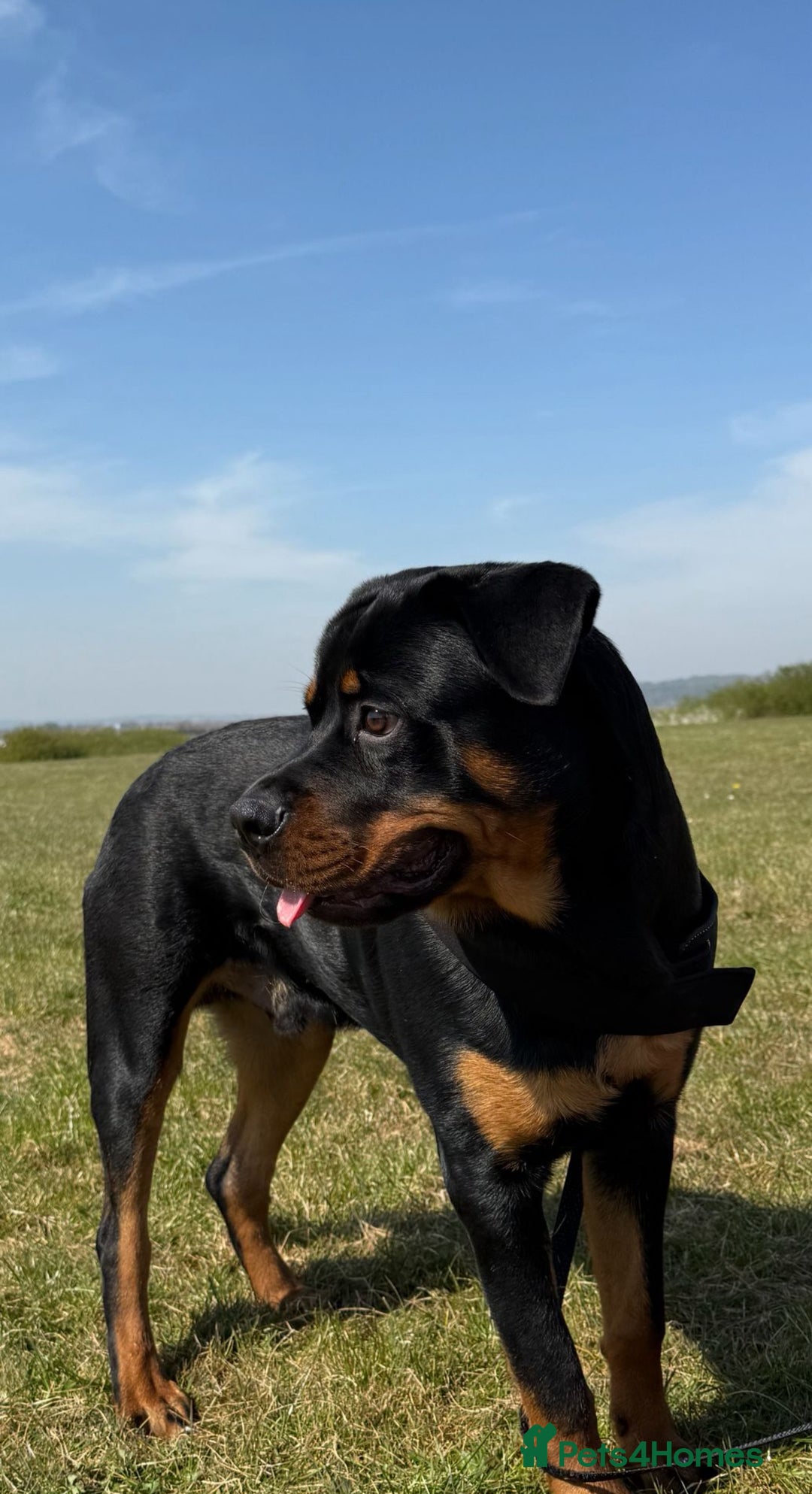 Rottweiler dogs for stud: Male Rottweiler for stud  - Image 1