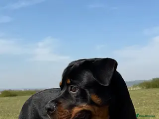 Rottweiler dogs Male Rottweiler for stud - Advert 15