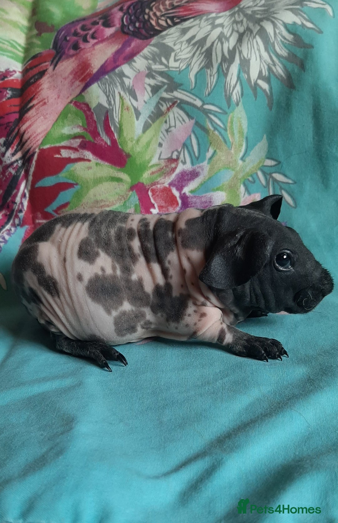 Guinea Pig rodents for sale: Skinny pig baby boys and werewolf baby girl.  - Image 6