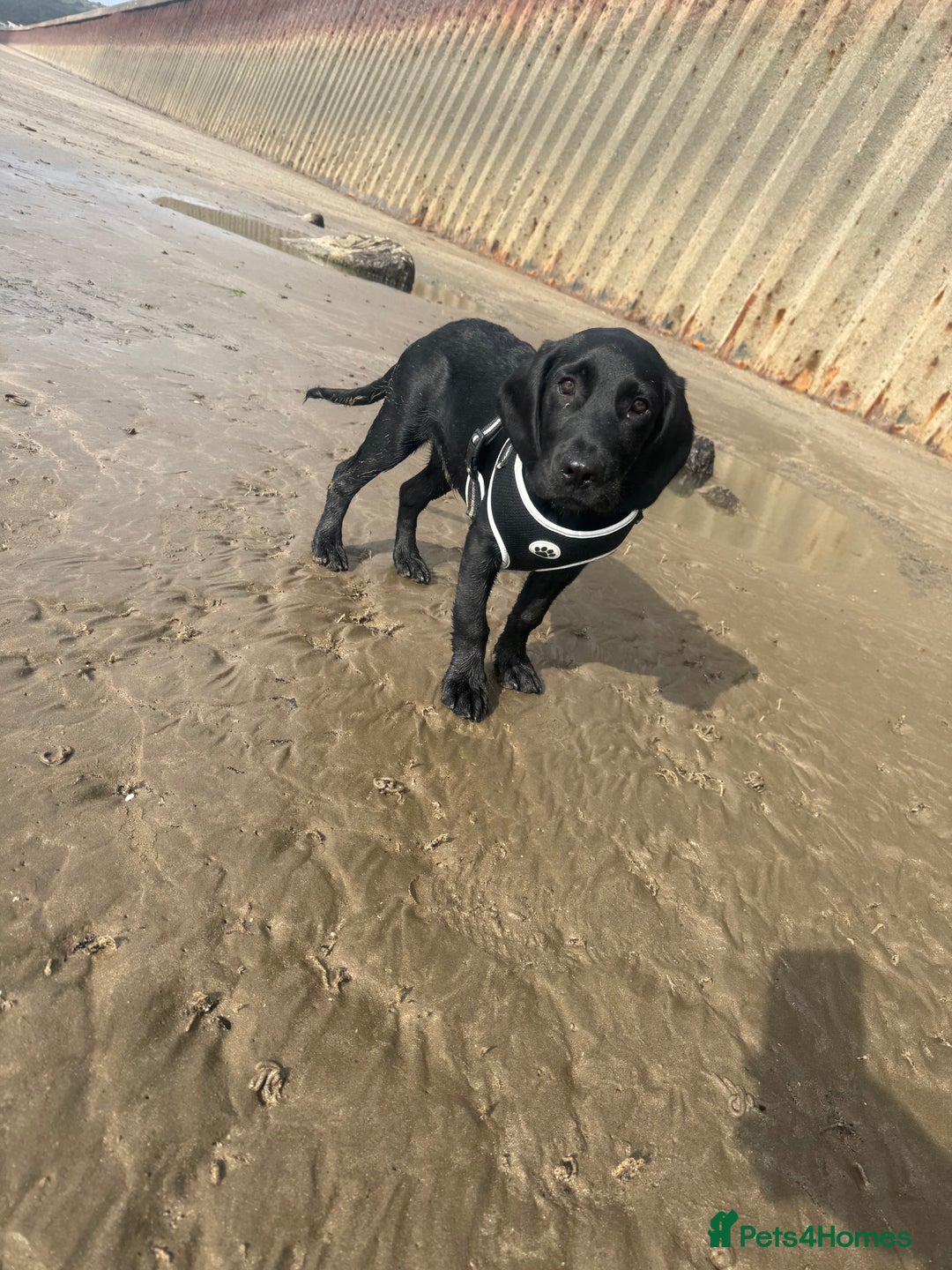 Springador dogs for sale: Milo  - Image 1