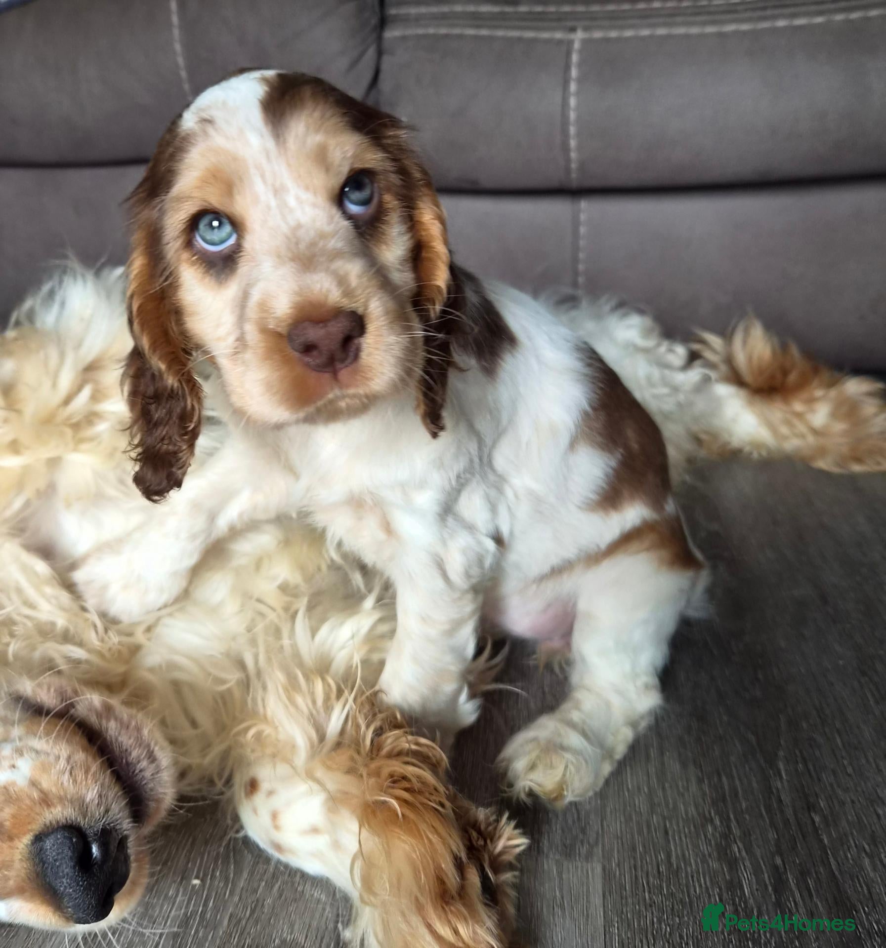 Cocker Spaniel dogs Kc reg show cocker spaniel - Advert 1