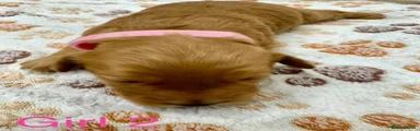 Cockapoo 4