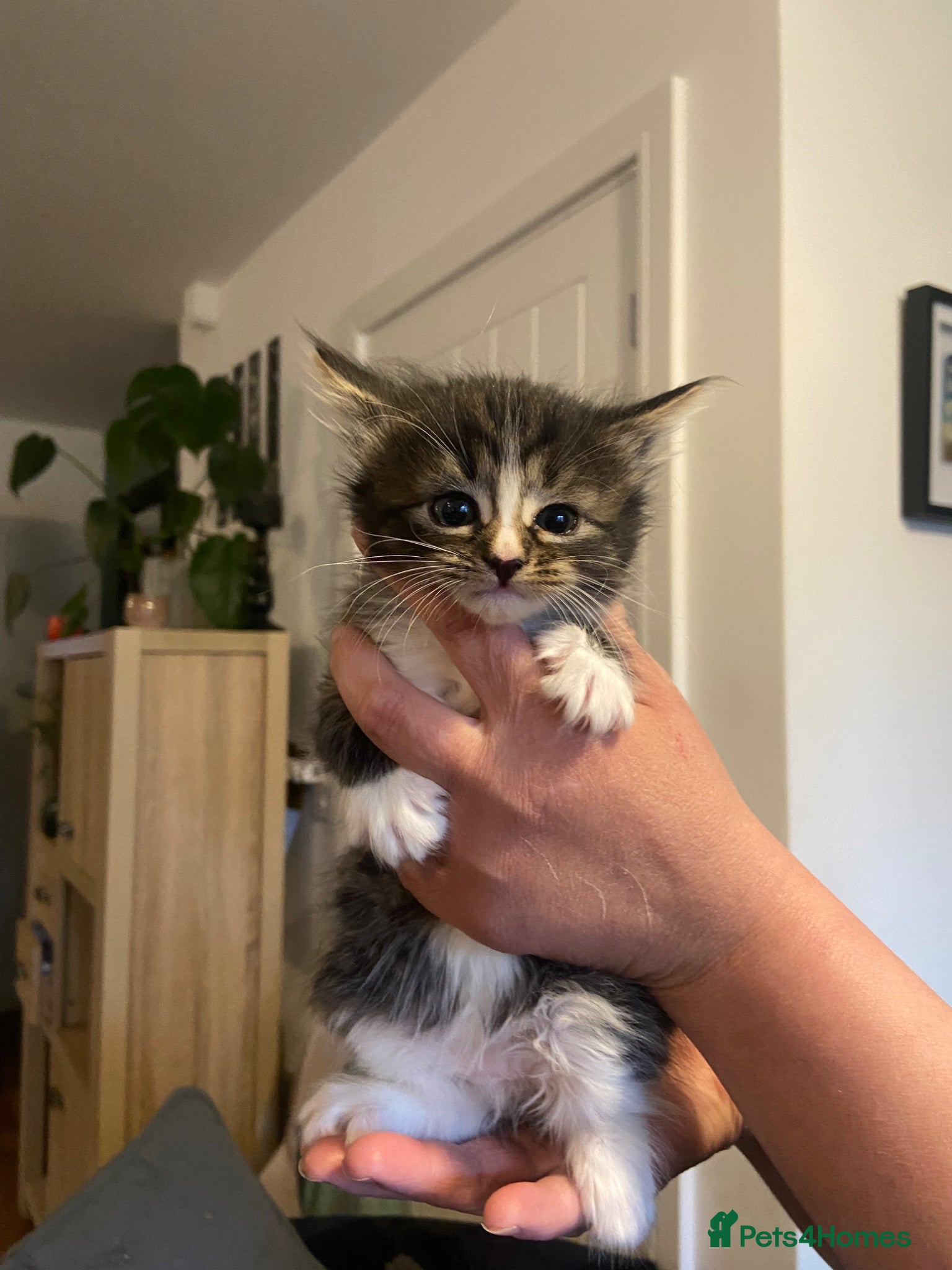 Mixed Breed cats Fluffy kittens for sale  - Advert 6