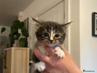 Mixed Breed cats Fluffy kittens for sale - Advert 6