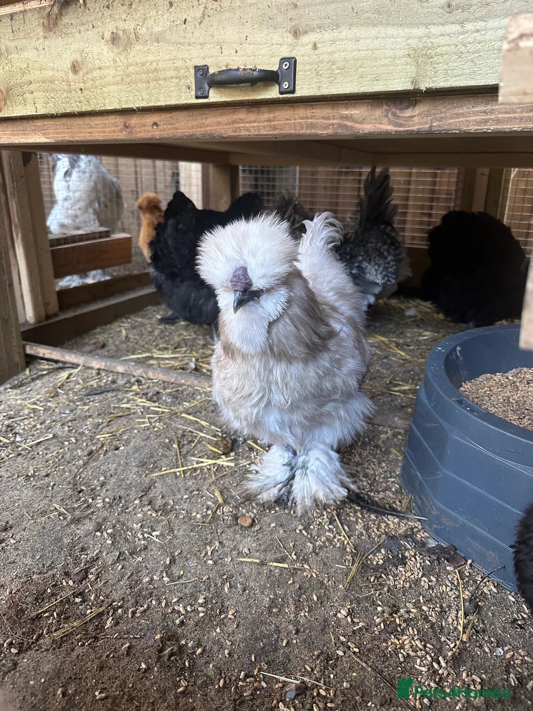 Chickens poultry for sale: Brahma ,silkie ,easter egger,pure and mixed breed - Advert 6