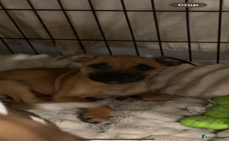 Staffordshire Bull Terrier dogs - Advert 1