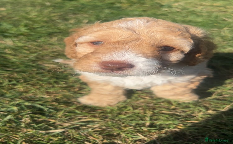 Cockapoo dogs - Advert 3