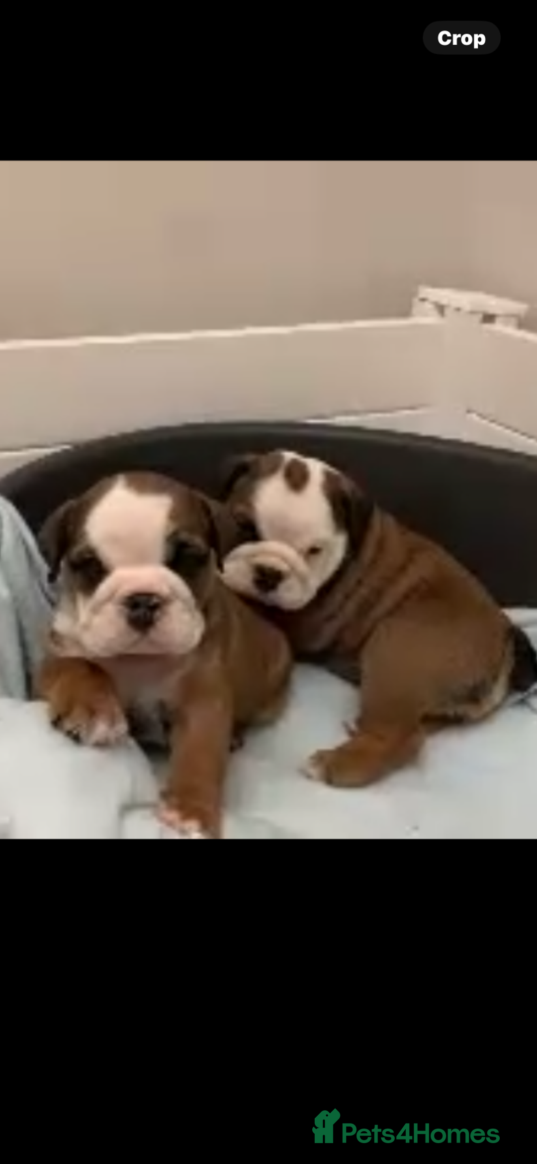 English Bulldog dogs for sale:  champion rosebull his royal highness puppies - Image 6