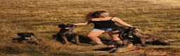 Great Dane dogs for sale: Only 1 girl left - Stunning Brindle Great Dane pup - Advert 4