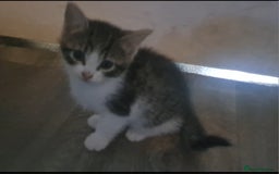 Mixed Breed cats for sale: 7 gorgeous kittens READY NOW - Image 20