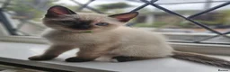 Siamese cats for sale: Siamese x Ragdoll {ragumese} boy  - Advert 9
