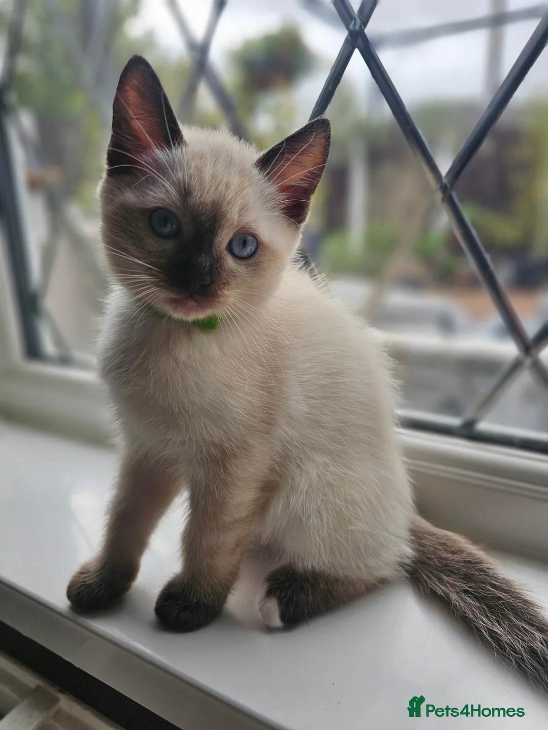 Siamese cats for sale: Siamese x Ragdoll {ragumese} boy  - Advert 9