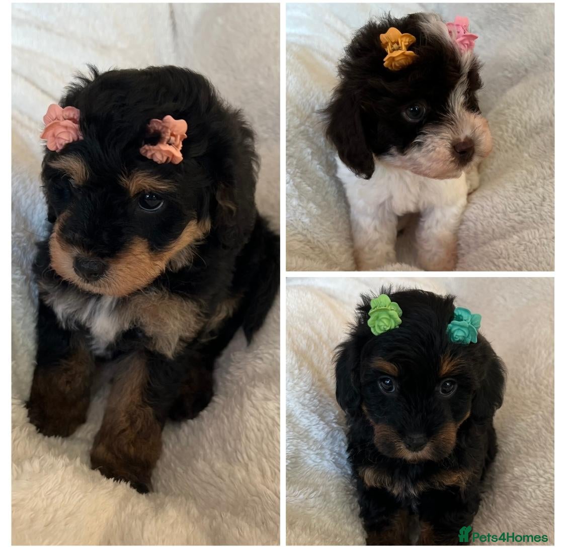 Cavapoo dogs for sale: Curly Toy Cavapoo’s from health tested parents - Advert 1