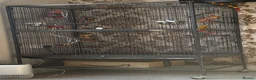 Budgerigars birds for sale: Budgie pair of males and full set up - Advert 4
