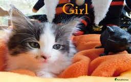 Maine Coon cats for sale: FABULOUS FLUFFY PEDIGREE MAINE COON KITTENS - Image 15