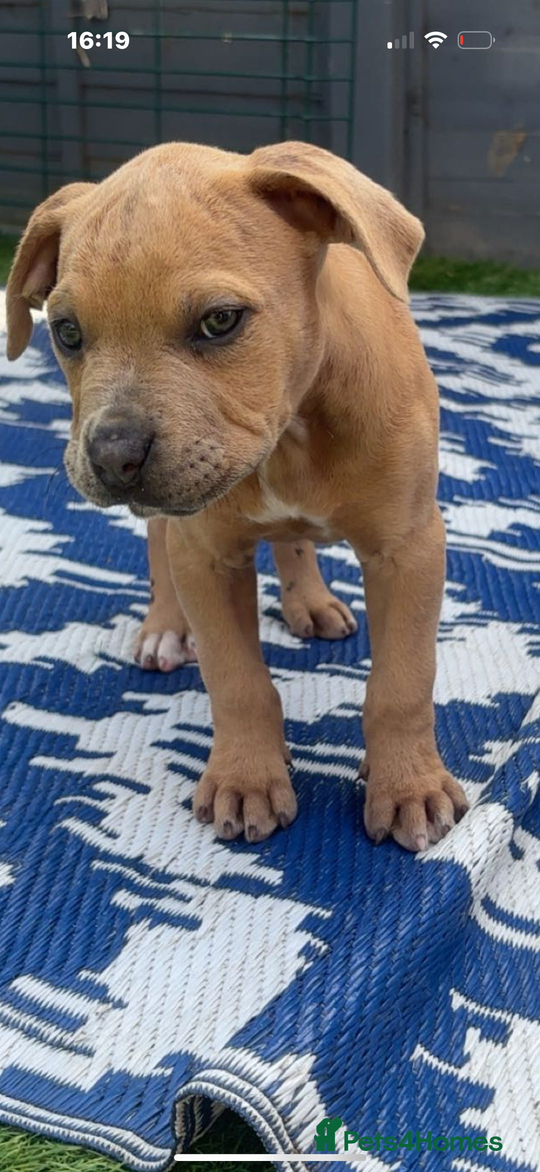 American Bully dogs for sale: 10 week old American bully’s  - Image 3