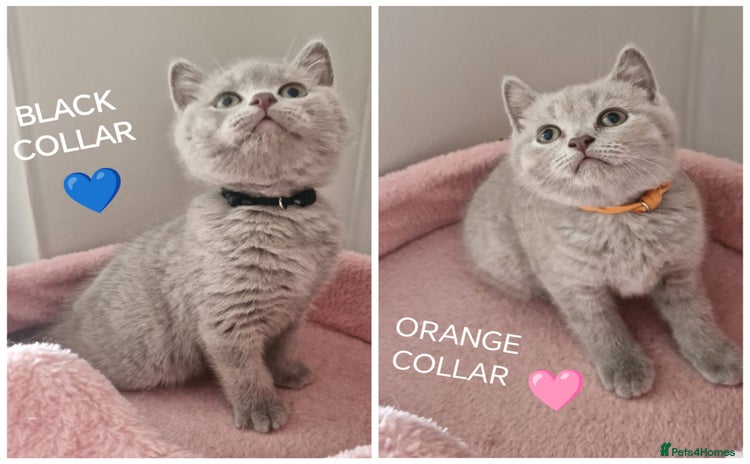 British Shorthair cats - Advert 13