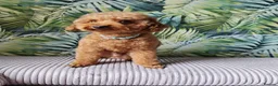 Irish Doodle dogs for sale: 3 Gorgeous Irish Doodle Boy Puppies in Southport - Advert 5
