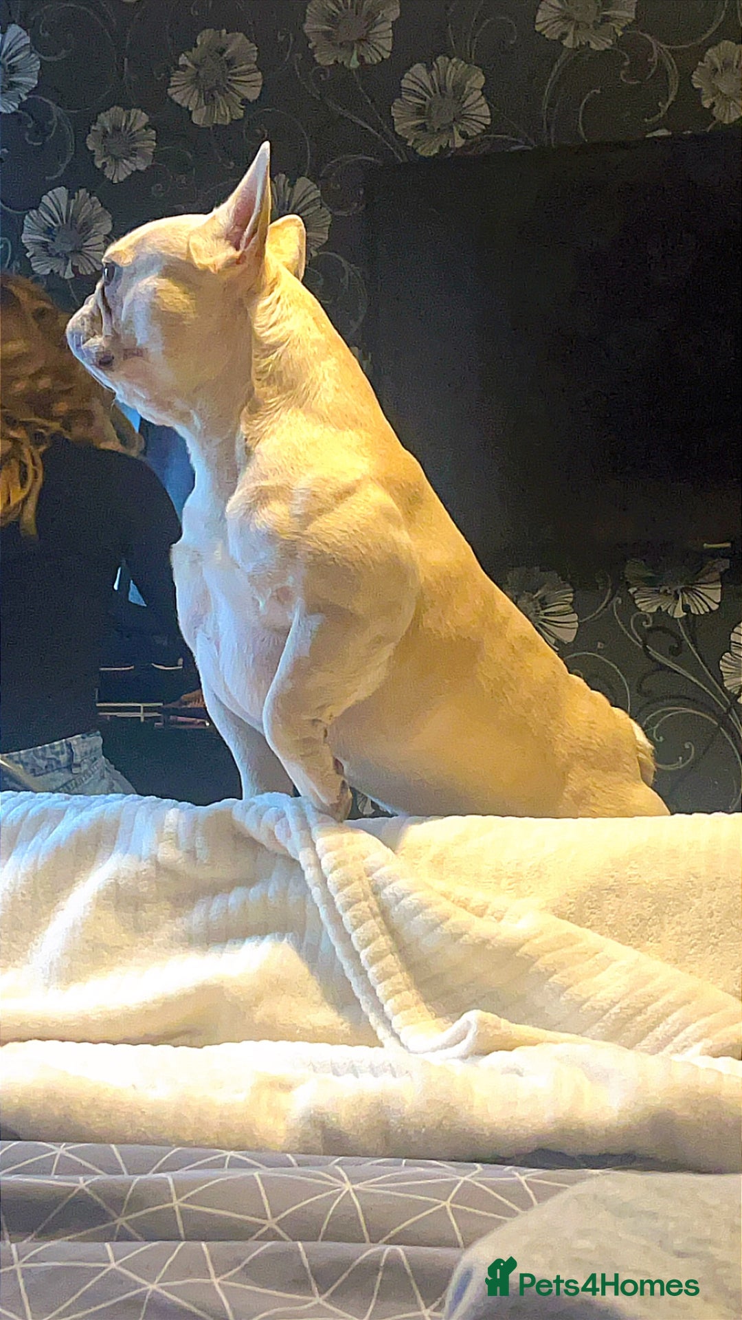 French Bulldog dogs for stud: French bulldog for STUD - Advert 2