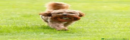 Cavapoo dogs for sale: Outstanding quality, F1b Cavapoo babies - Advert 26