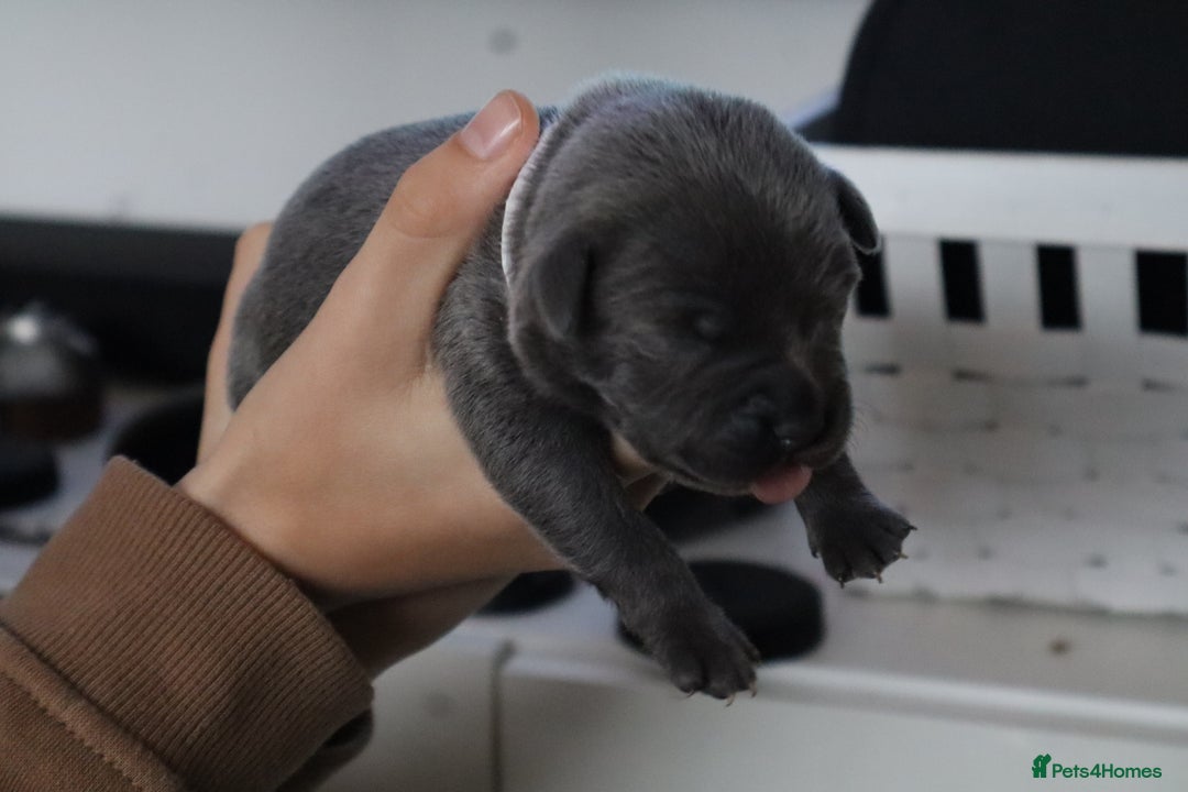 Staffordshire Bull Terrier dogs for sale: 6 blue Staffordshire bullterrier puppies for sale  - Advert 13