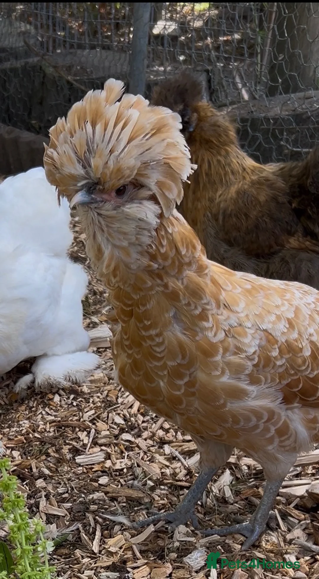 Hens poultry for sale: Silkie & Polish hens looking for new homes - Advert 4
