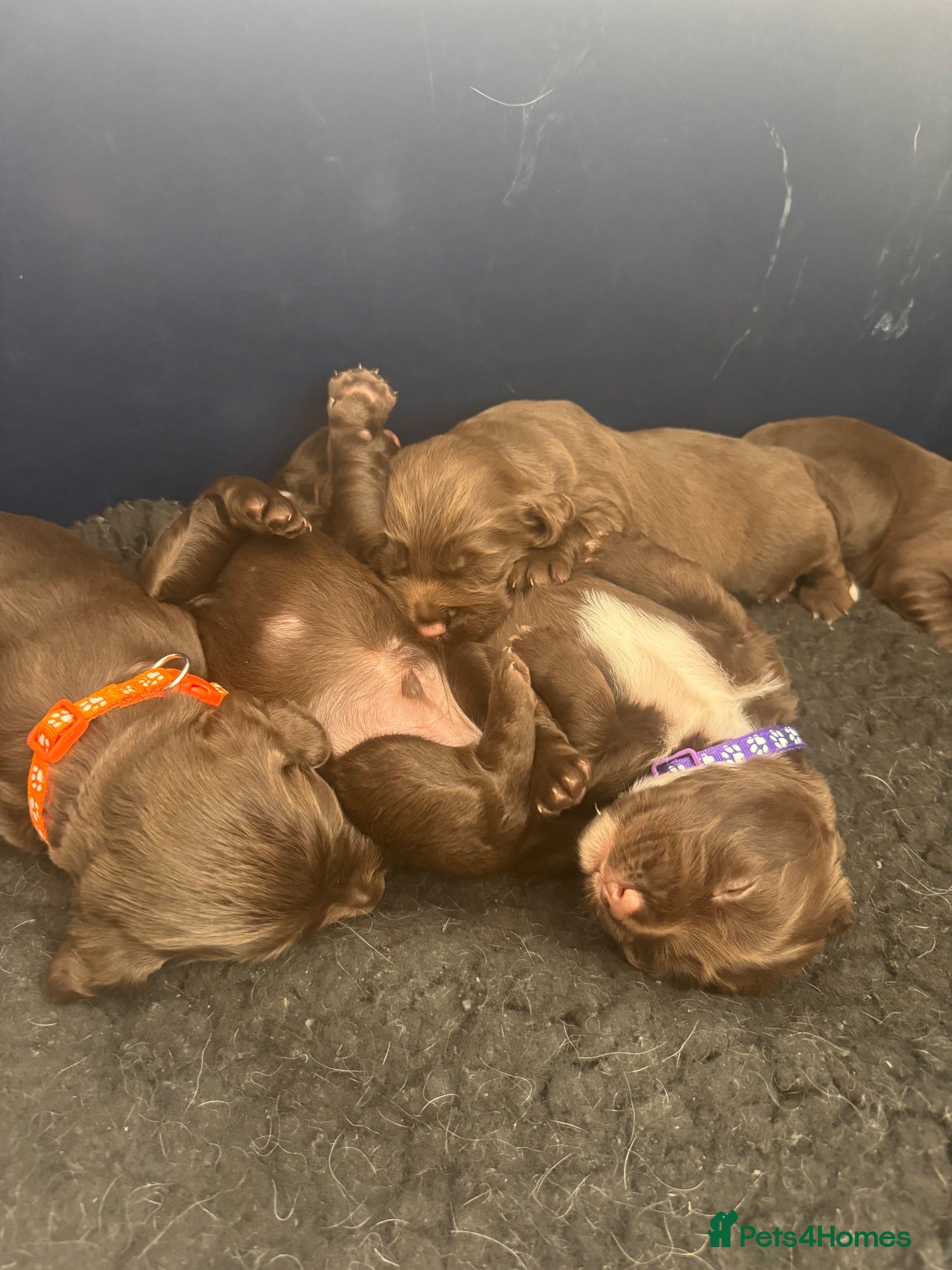 Sprocker dogs Sprocker spaniel puppies  - Advert 2