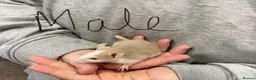 Rat rodents for sale: Baby rats - Advert 11