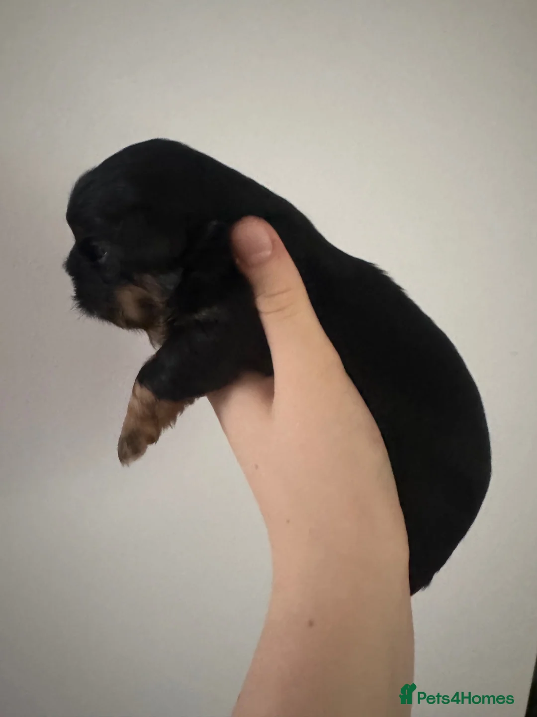 Shih Tzu dogs for sale: 🐾GORGEOUS KARASHISHI IMPERIAL SHIH TZU PUPPIES ✨ - Advert 25